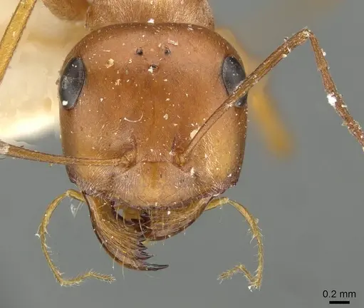 Cataglyphis rubra specimen CASENT0911102 image casent0911102_2