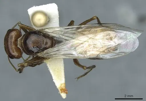 Cataglyphis rubra specimen CASENT0912172 image casent0912172_1