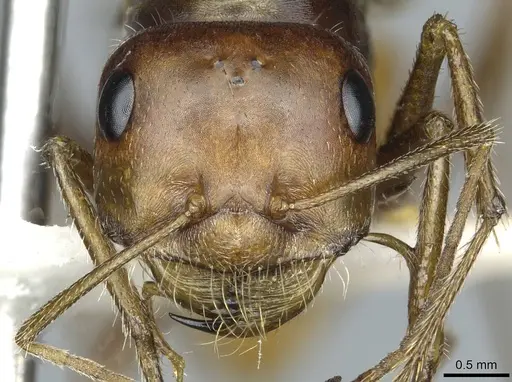 Cataglyphis rubra specimen CASENT0912172 image casent0912172_2