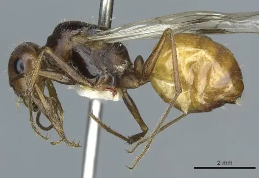 Cataglyphis rubra specimen CASENT0912172 image casent0912172_3