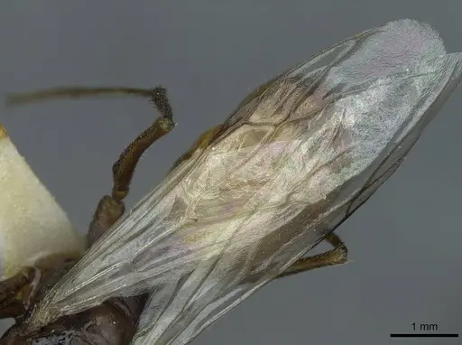 Cataglyphis rubra specimen CASENT0912172 image casent0912172_4