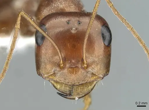 Cataglyphis rubra specimen CASENT0912173 image casent0912173_2