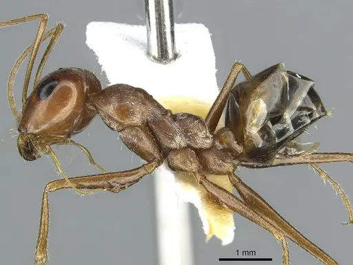 Cataglyphis rubra specimen CASENT0912173 image casent0912173_3