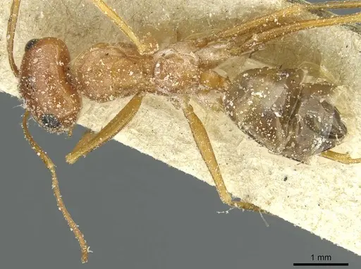 Cataglyphis rubra specimen CASENT0912224 image casent0912224_1