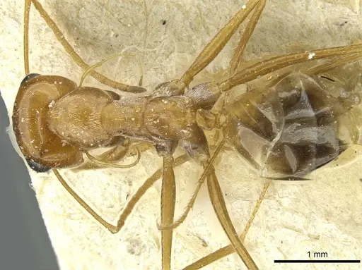 Cataglyphis rubra specimen CASENT0912225 image casent0912225_1