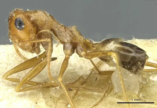 Cataglyphis rubra specimen CASENT0912225 image casent0912225_3