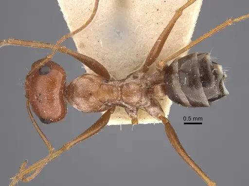 Cataglyphis rubra specimen CASENT0917875 image casent0917875_1