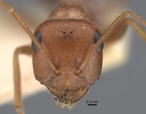 Cataglyphis rubra specimen CASENT0917875 image casent0917875_2