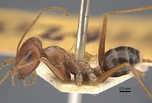 Cataglyphis rubra specimen CASENT0917875 image casent0917875_4