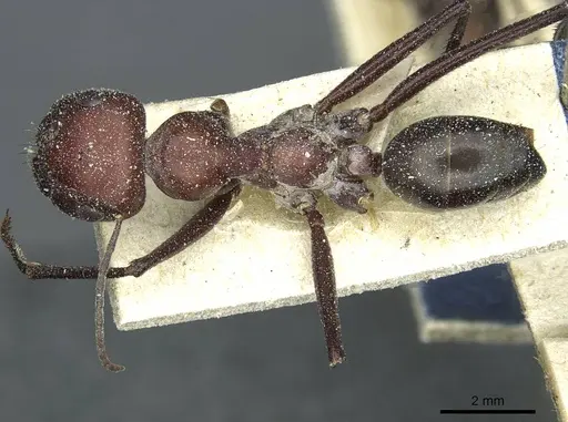 Cataglyphis saharae specimen CASENT0912226 image casent0912226_1