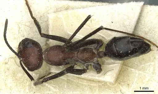 Cataglyphis saharae specimen CASENT0912227 image casent0912227_1