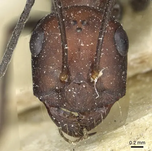 Cataglyphis saharae specimen CASENT0912227 image casent0912227_2