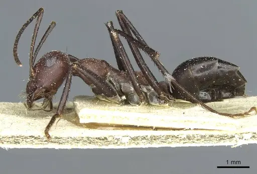 Cataglyphis saharae specimen CASENT0912227 image casent0912227_3