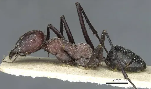 Cataglyphis saharae specimen CASENT0912228 image casent0912228_3