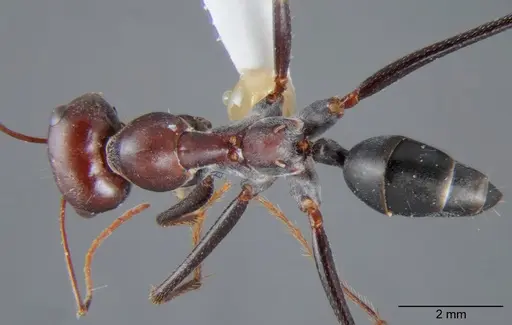 Cataglyphis saharae specimen CDA000059 image cda000059_1