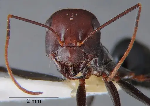 Cataglyphis saharae specimen CDA000059 image cda000059_2