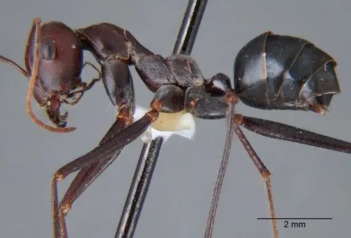 Cataglyphis saharae specimen CDA000059 image cda000059_3