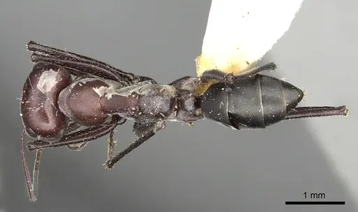Cataglyphis savignyi specimen CASENT0249847 image casent0249847_1