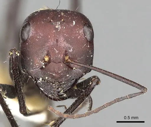 Cataglyphis savignyi specimen CASENT0249847 image casent0249847_2