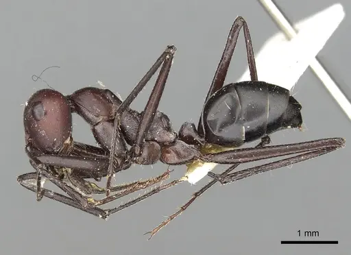 Cataglyphis savignyi specimen CASENT0249847 image casent0249847_3