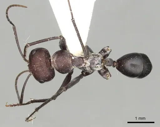 Cataglyphis savignyi specimen CASENT0249848 image casent0249848_1