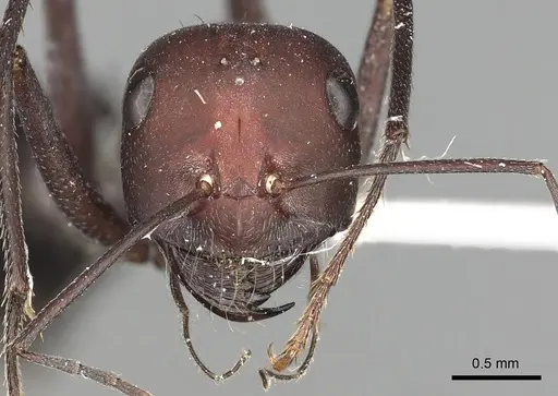 Cataglyphis savignyi specimen CASENT0249848 image casent0249848_2