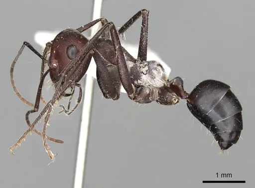 Cataglyphis savignyi specimen CASENT0249848 image casent0249848_3