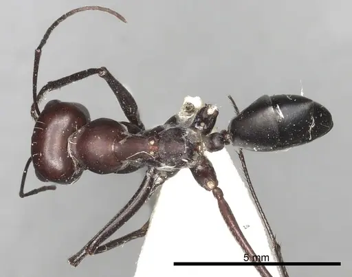 Cataglyphis savignyi specimen CASENT0249849 image casent0249849_1