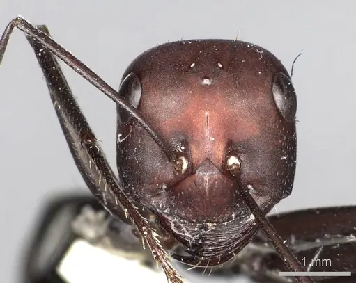 Cataglyphis savignyi specimen CASENT0249849 image casent0249849_2