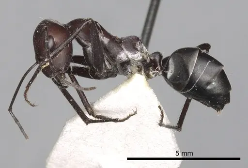 Cataglyphis savignyi specimen CASENT0249849 image casent0249849_3