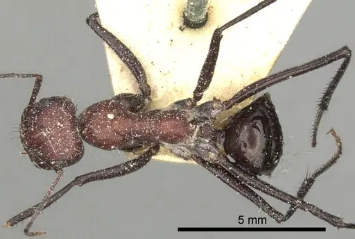 Cataglyphis savignyi specimen CASENT0249854 image casent0249854_1