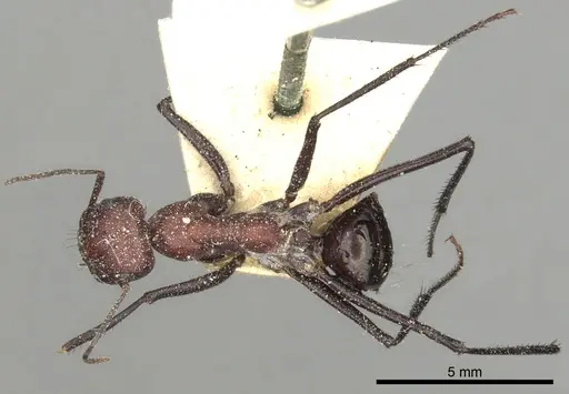Cataglyphis savignyi specimen CASENT0249854 image casent0249854_2