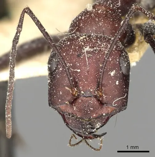 Cataglyphis savignyi specimen CASENT0249854 image casent0249854_3