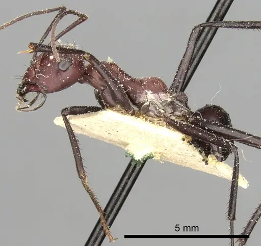 Cataglyphis savignyi specimen CASENT0249854 image casent0249854_4