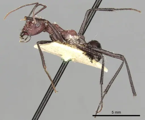 Cataglyphis savignyi specimen CASENT0249854 image casent0249854_5
