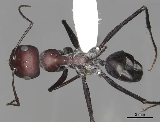 Cataglyphis savignyi specimen CASENT0280331 image casent0280331_1