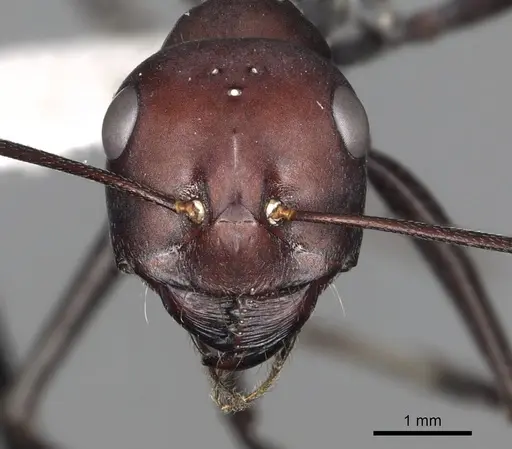 Cataglyphis savignyi specimen CASENT0280331 image casent0280331_2