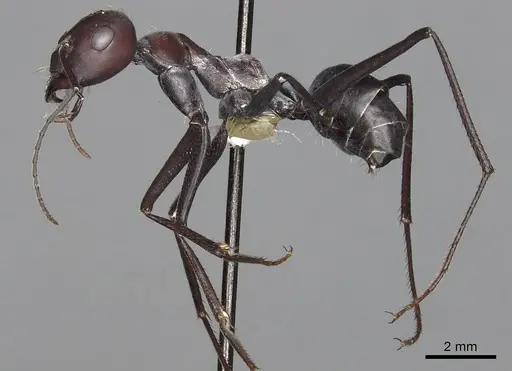 Cataglyphis savignyi specimen CASENT0280331 image casent0280331_3