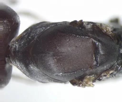 Cataglyphis savignyi specimen CASENT0823303 image casent0823303_1