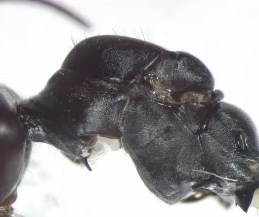 Cataglyphis savignyi specimen CASENT0823303 image casent0823303_2