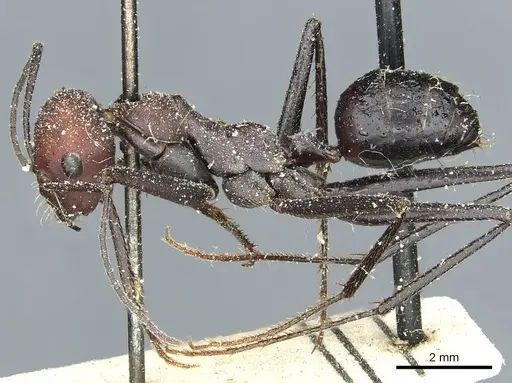 Cataglyphis savignyi specimen CASENT0912229 image casent0912229_3