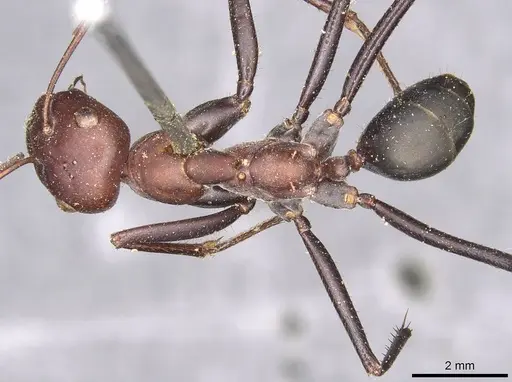 Cataglyphis savignyi specimen CASENT0915501 image casent0915501_1