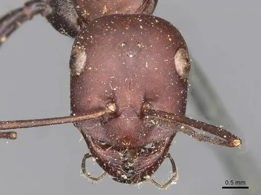 Cataglyphis savignyi specimen CASENT0915501 image casent0915501_2