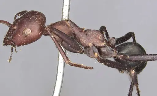 Cataglyphis savignyi specimen CASENT0915501 image casent0915501_3
