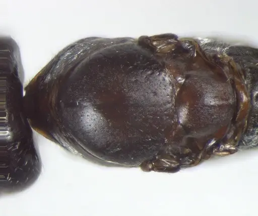 Cataglyphis theryi specimen CASENT0823304 image casent0823304_1