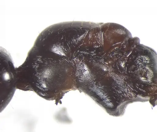 Cataglyphis theryi specimen CASENT0823304 image casent0823304_2