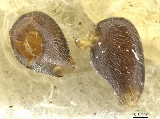 Cataglyphis theryi specimen CASENT0912231 image casent0912231_1