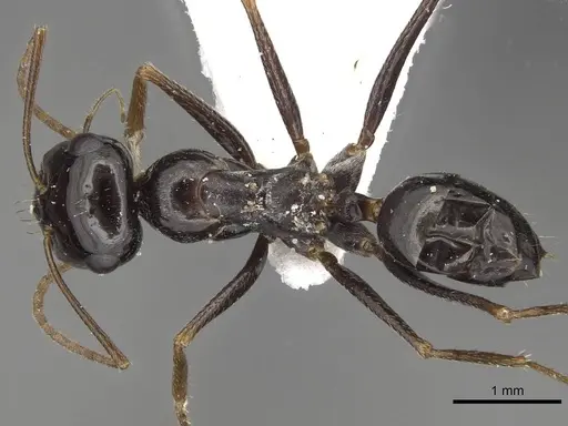 Cataglyphis theryi specimen CASENT0915502 image casent0915502_1