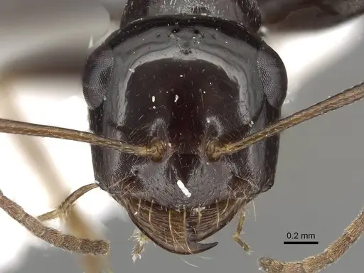 Cataglyphis theryi specimen CASENT0915502 image casent0915502_2