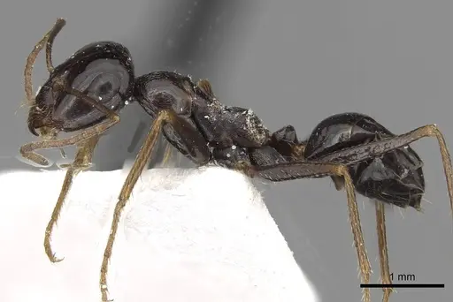 Cataglyphis theryi specimen CASENT0915502 image casent0915502_3